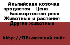 Альпийская козочка продается › Цена ­ 11 000 - Башкортостан респ. Животные и растения » Другие животные   